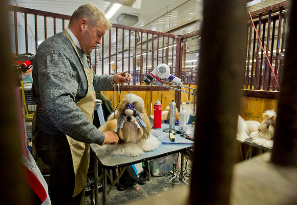 Dog Show